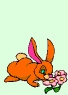 small orange rabbit