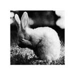 Photo d'art de Lapin 