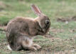 Lapin sauvage