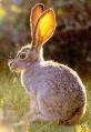 Lapin dans la nature