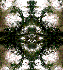 Visage