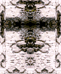 Ethnic 4